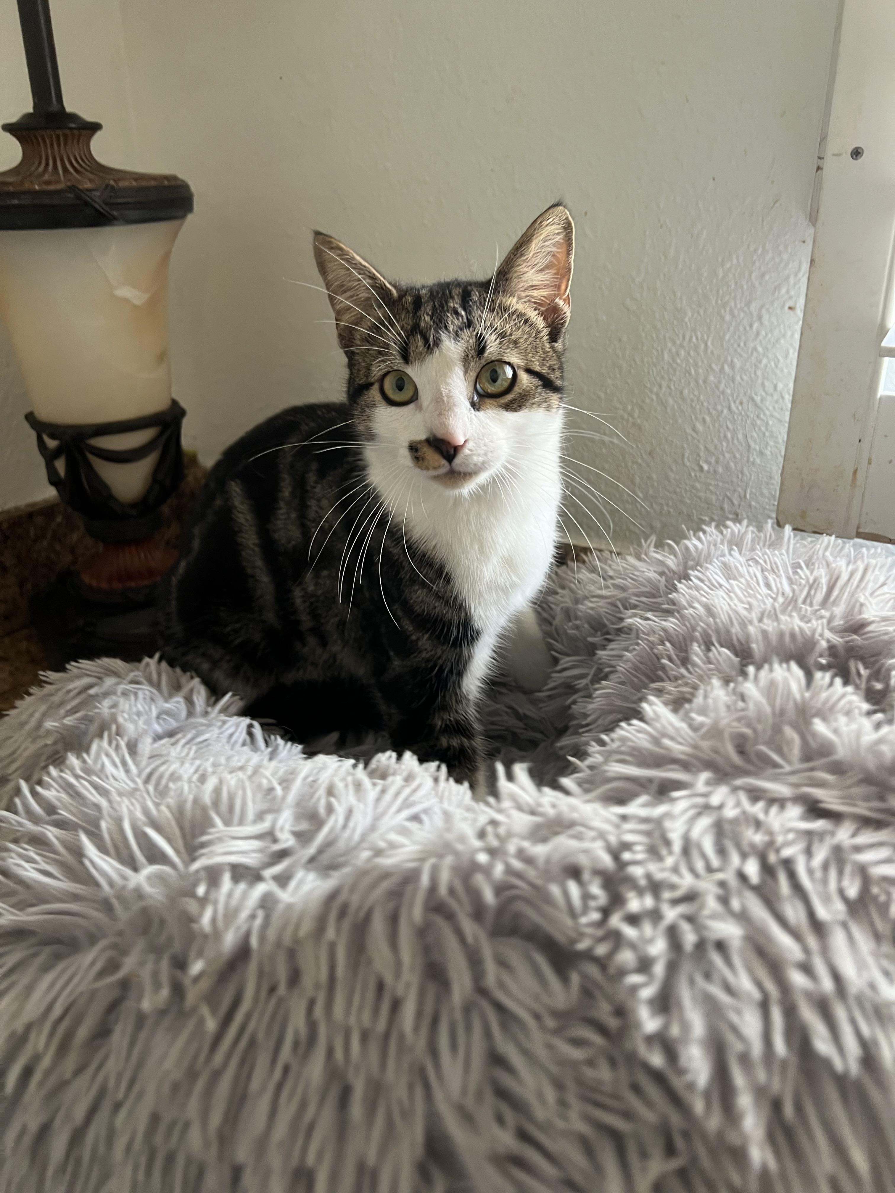 Enlarge Bucky, a ADOPTABLE mixed breed in Bradenton, FL image 2/3