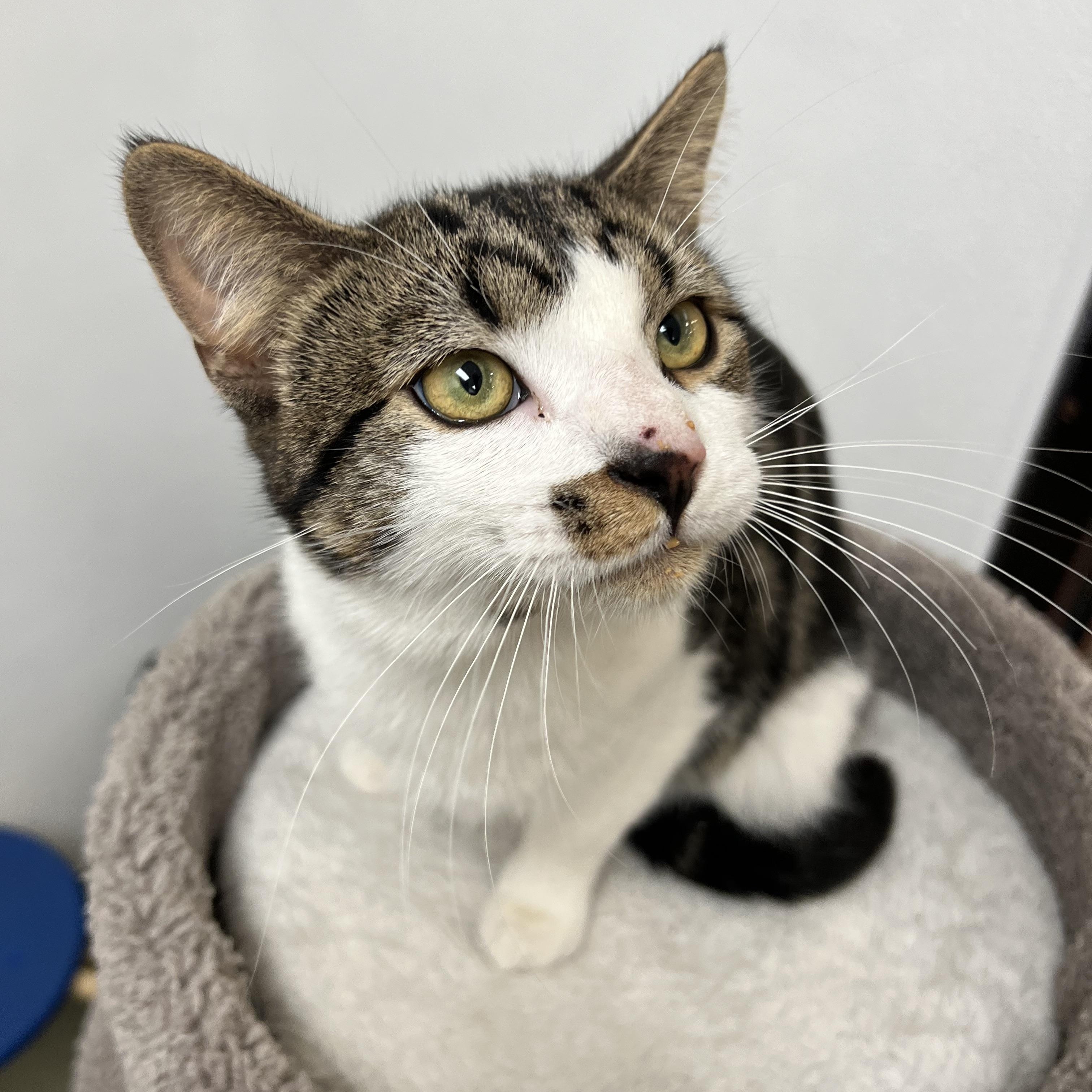 Enlarge Bucky, an adopted mixed breed in Bradenton, FL image 1/6