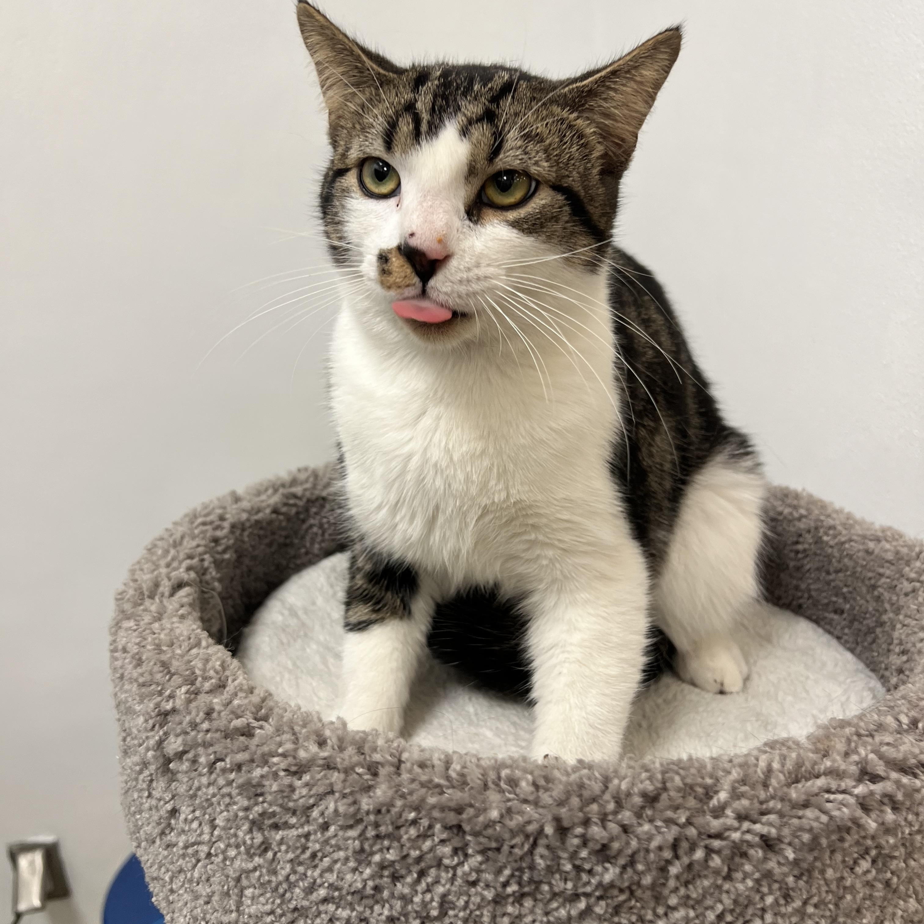 Enlarge Bucky, an adopted mixed breed in Bradenton, FL image 6/6