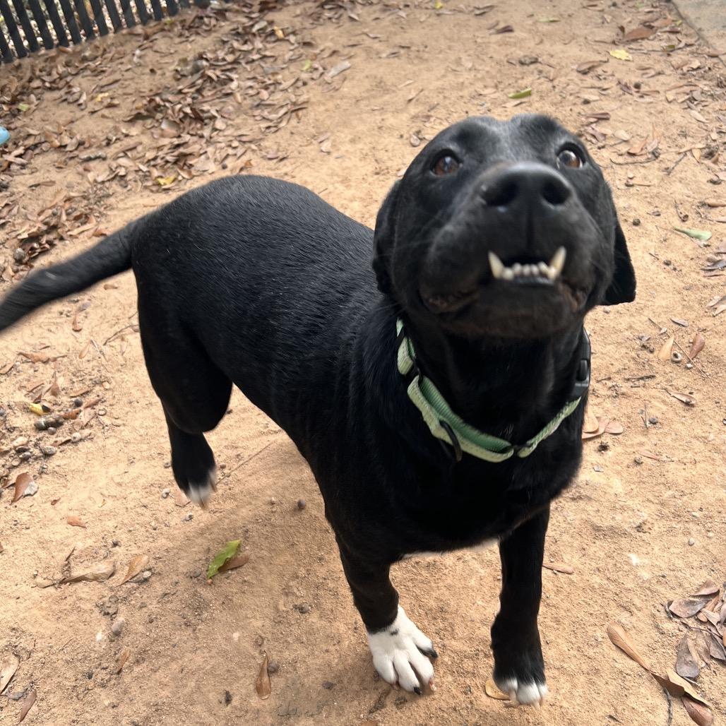 Enlarge Bucky, a Adoptable mixed breed in Columbus, GA image 1/5