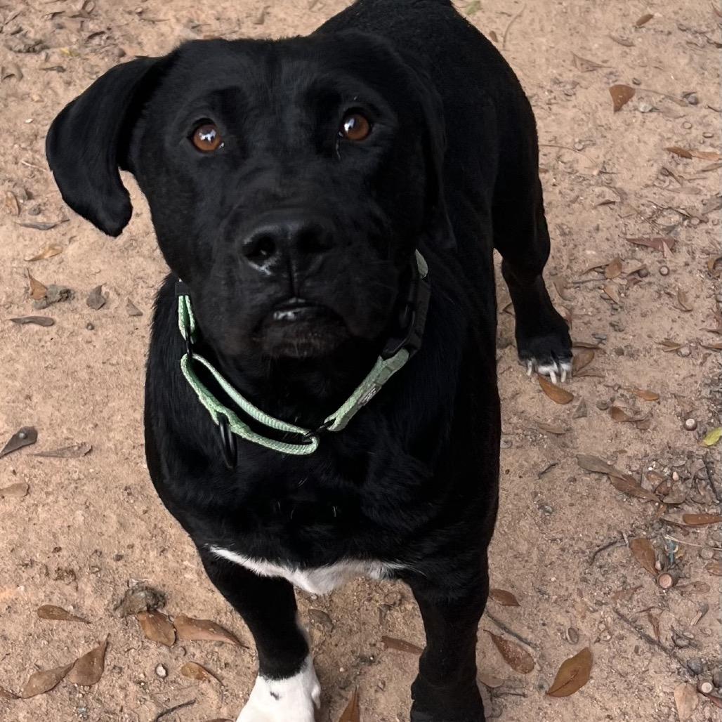 Enlarge Bucky, a Adoptable mixed breed in Columbus, GA image 2/5