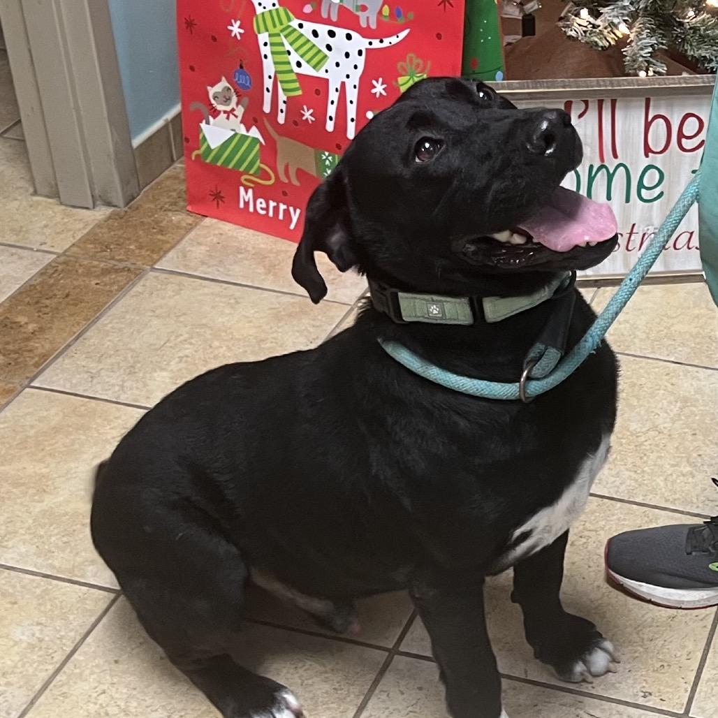 Enlarge Bucky, a Adoptable mixed breed in Columbus, GA image 3/5