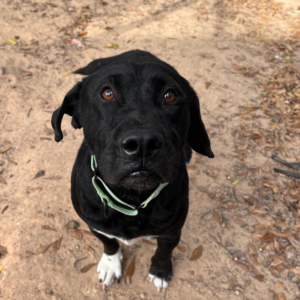 Enlarge Bucky, a Adoptable mixed breed in Columbus, GA image 4/5