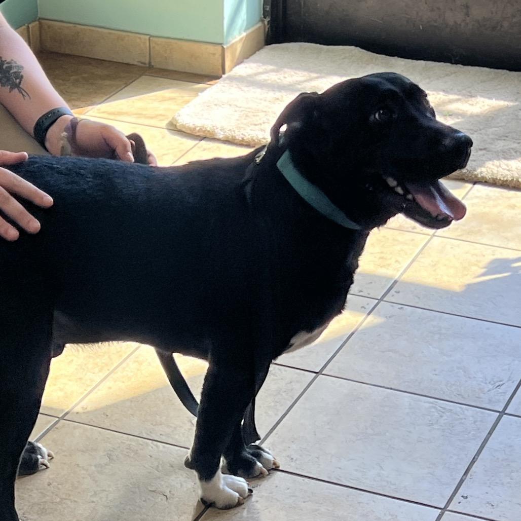 Enlarge Bucky, a Adoptable mixed breed in Columbus, GA image 5/5