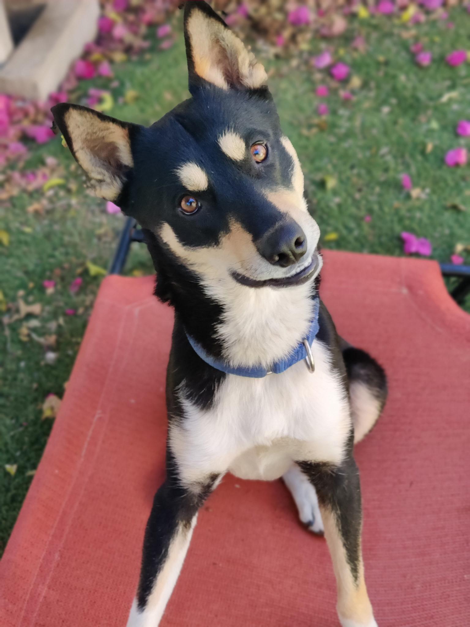 BUDDY!, a Adoptable mixed breed in Pasadena, CA image 1/5