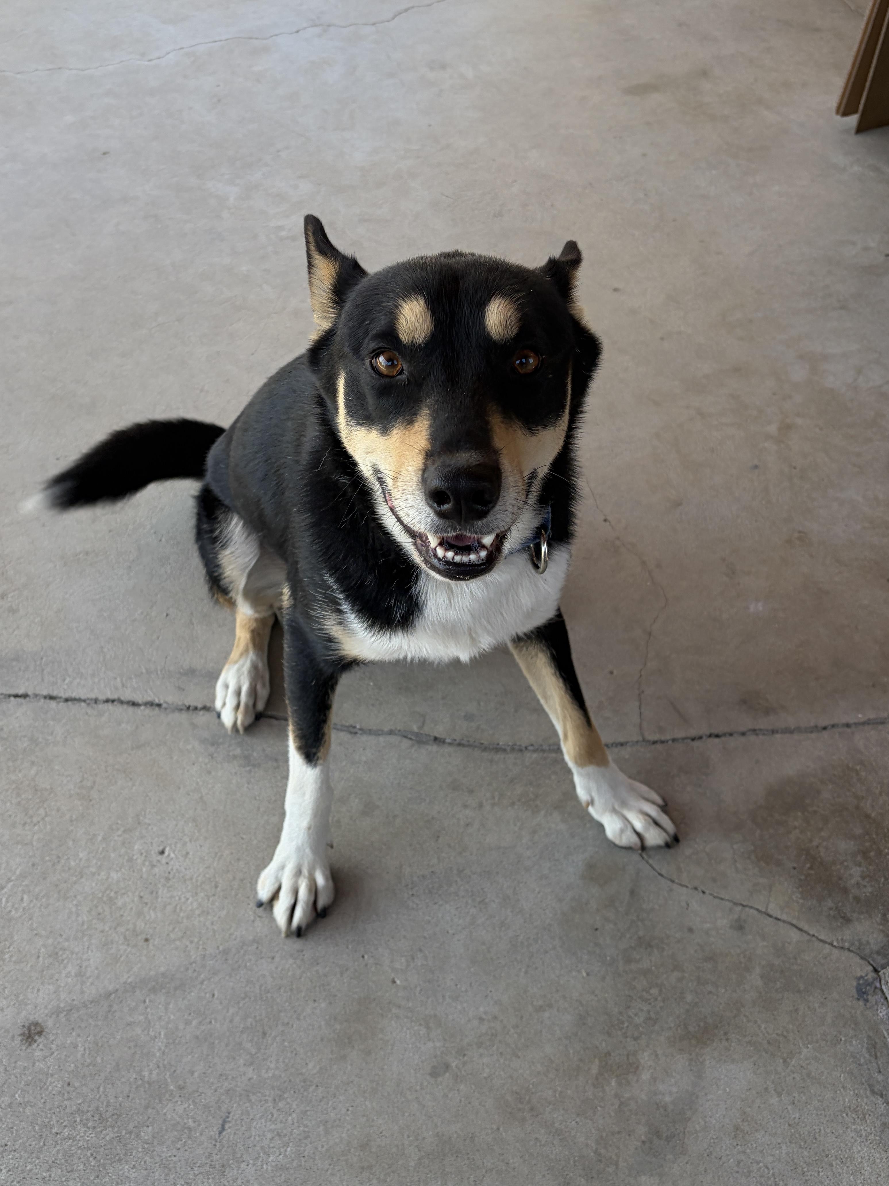 Enlarge BUDDY!, a Adoptable mixed breed in Pasadena, CA image 6/6