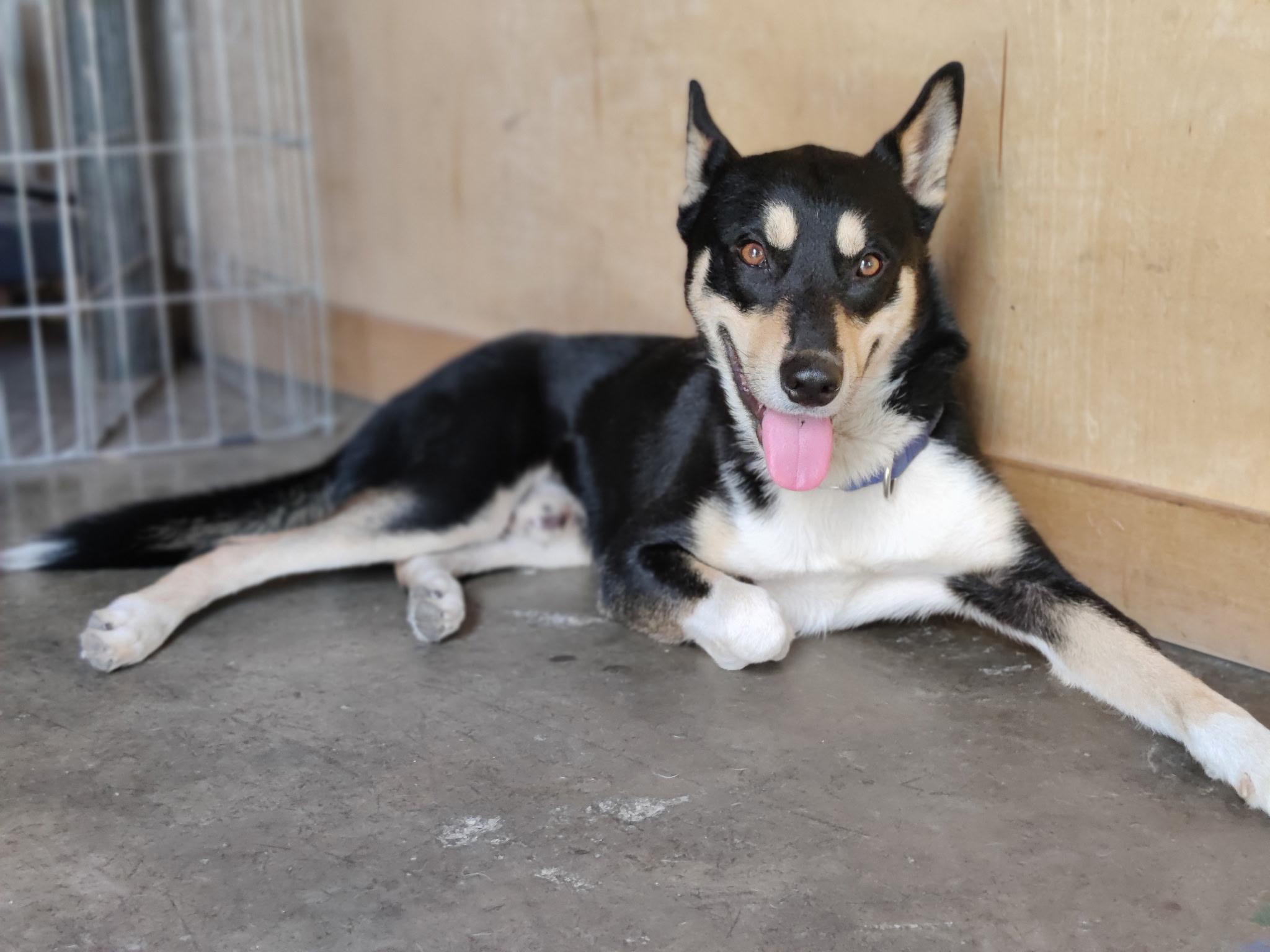 BUDDY!, Adoptable, Young Male Siberian Husky & Shiba Inu.