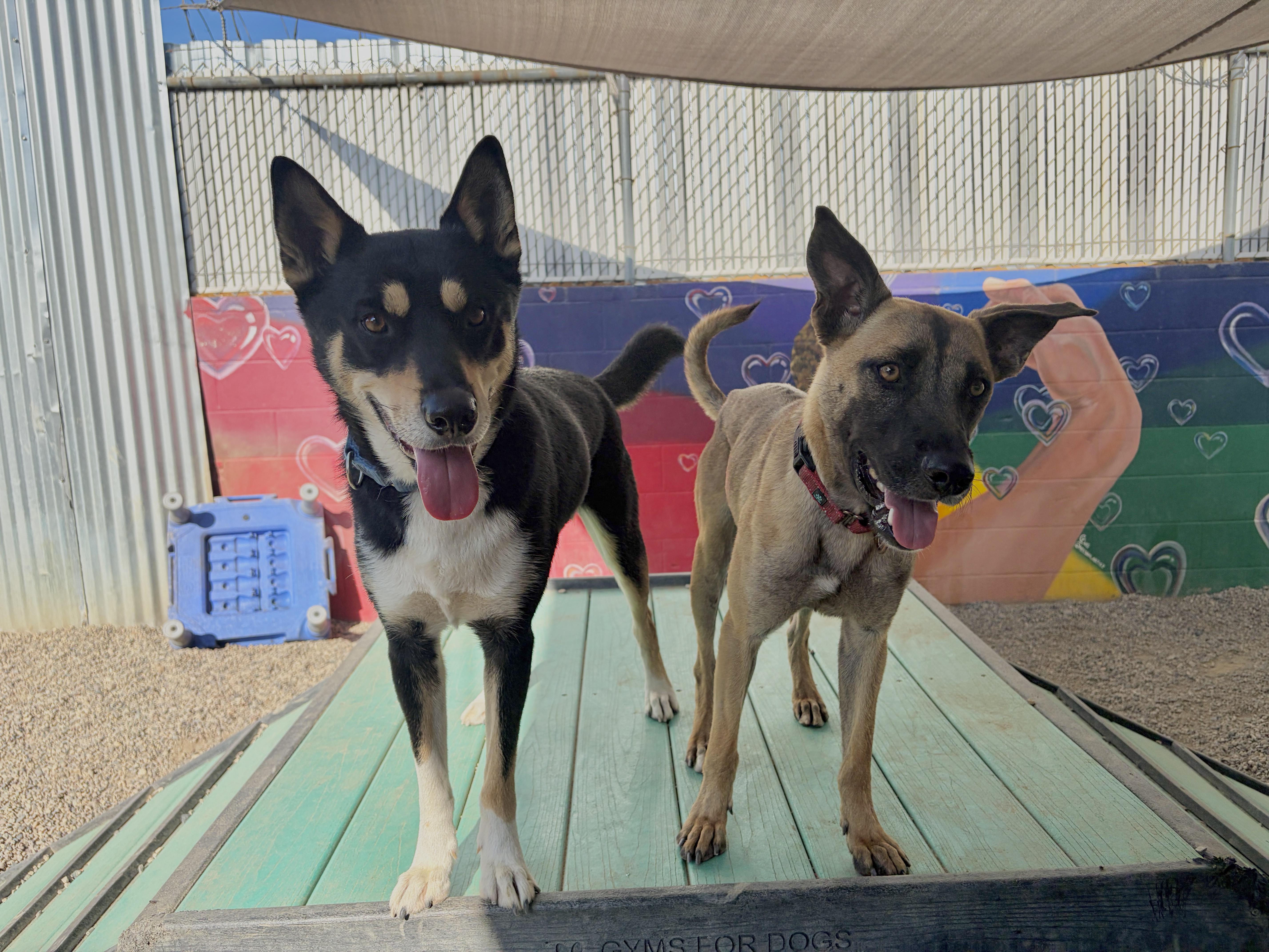 Enlarge BUDDY!, a Adoptable mixed breed in Pasadena, CA image 3/6