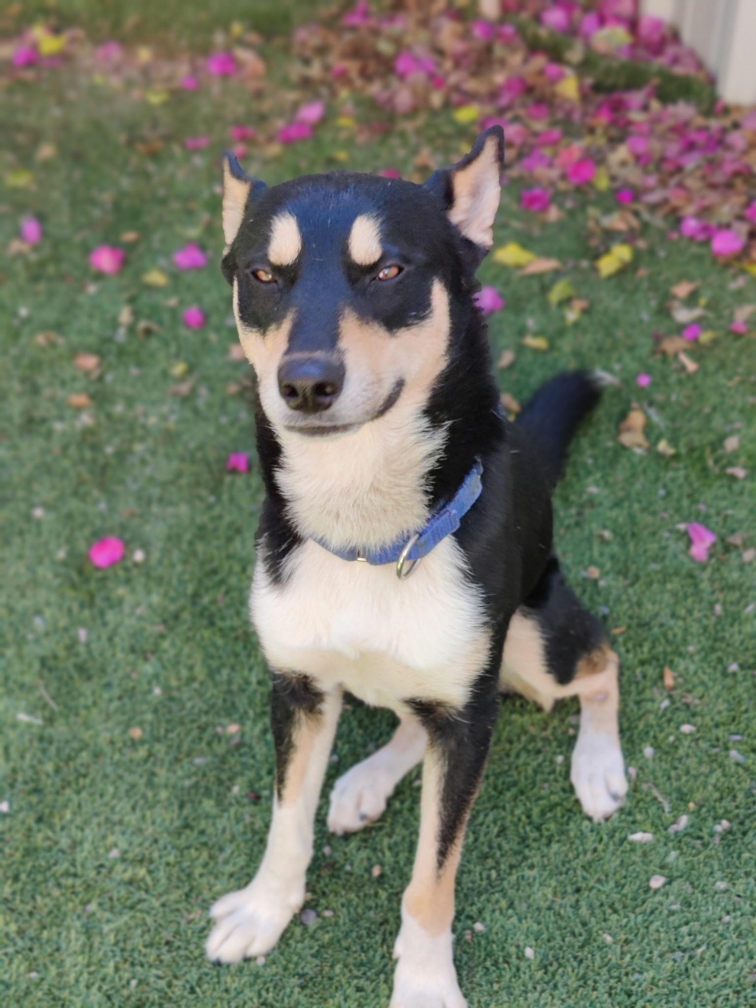 BUDDY!, a Adoptable mixed breed in Pasadena, CA image 3/5