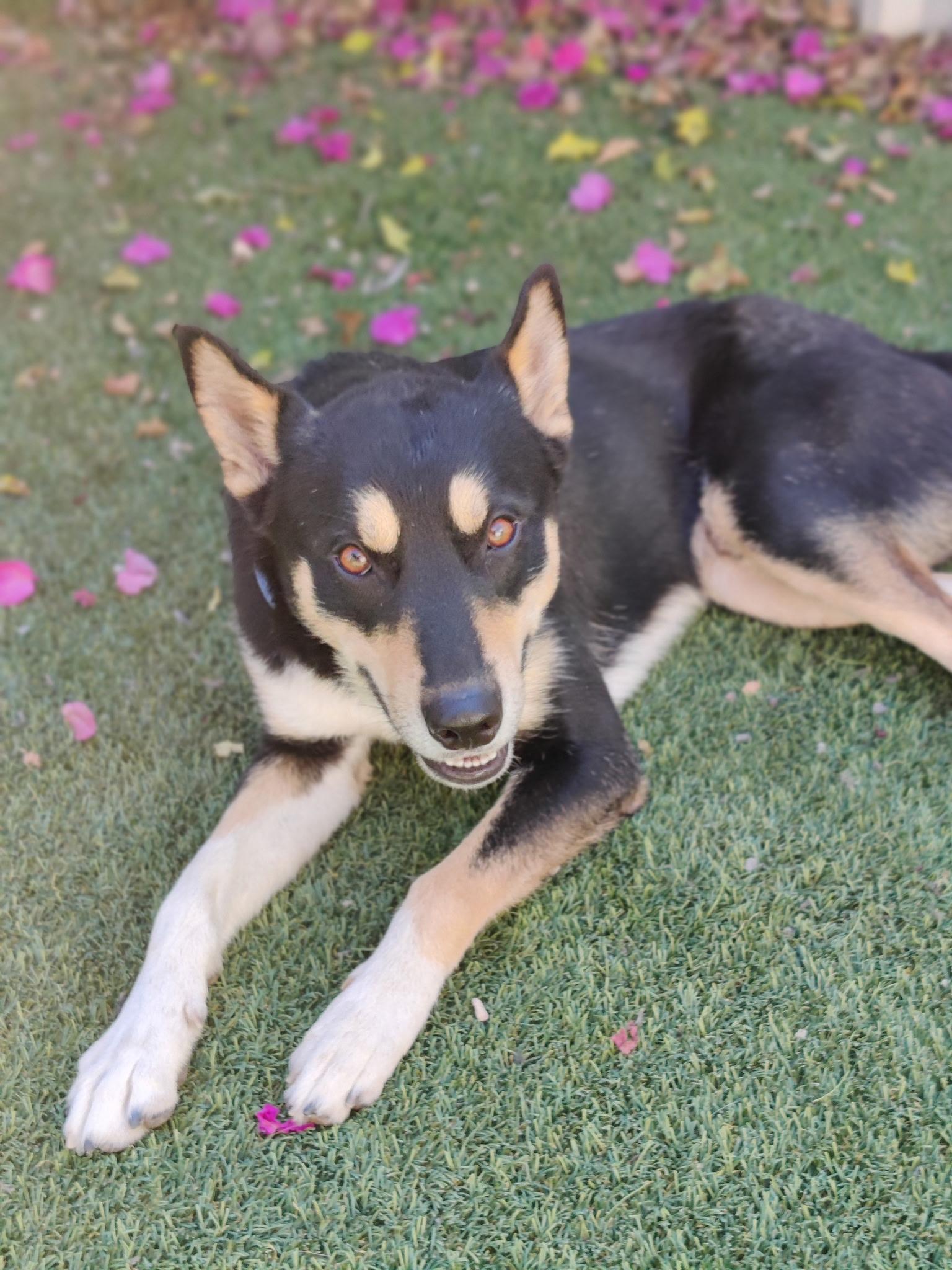 BUDDY!, a Adoptable mixed breed in Pasadena, CA image 4/5