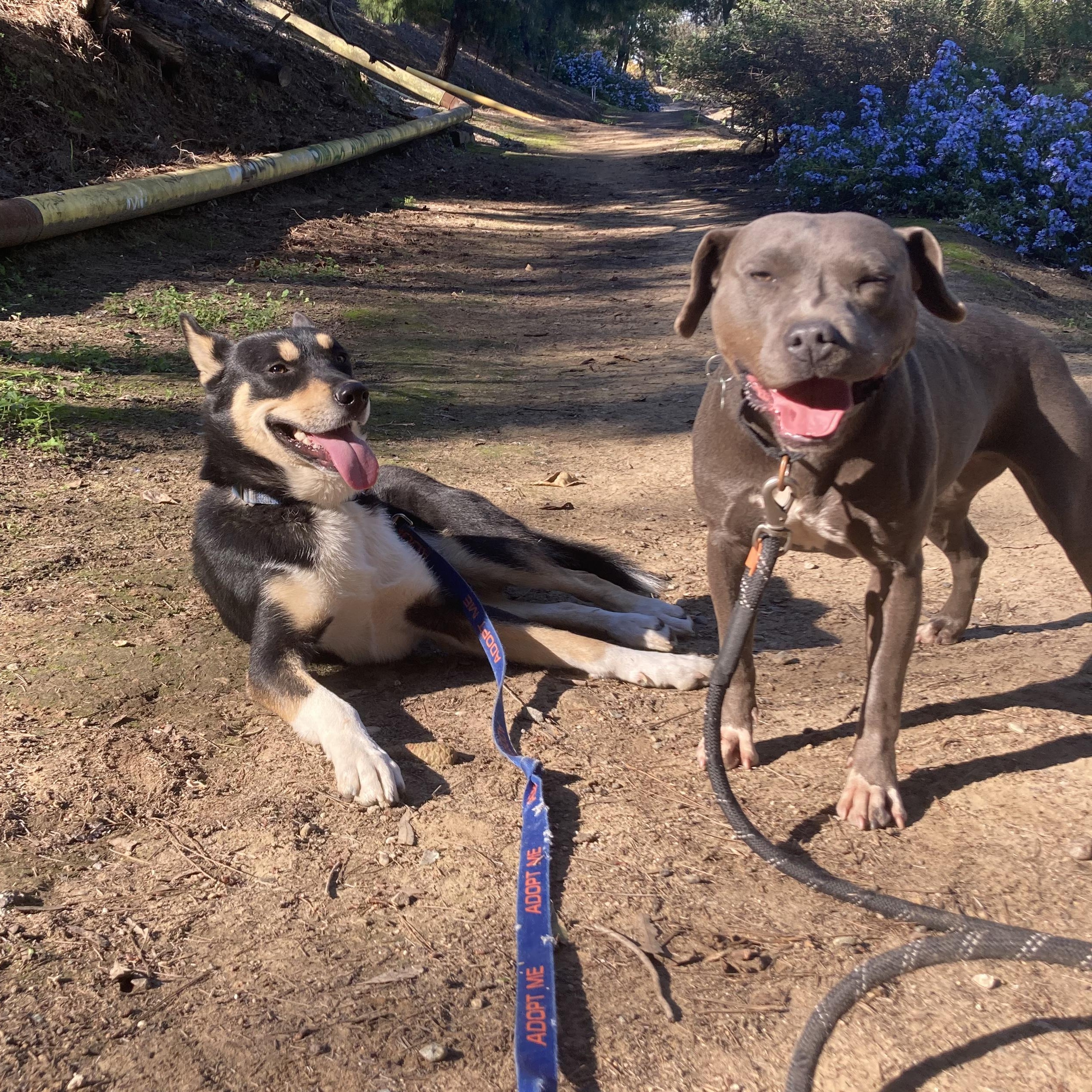 BUDDY!, a Adoptable mixed breed in Pasadena, CA image 2/5
