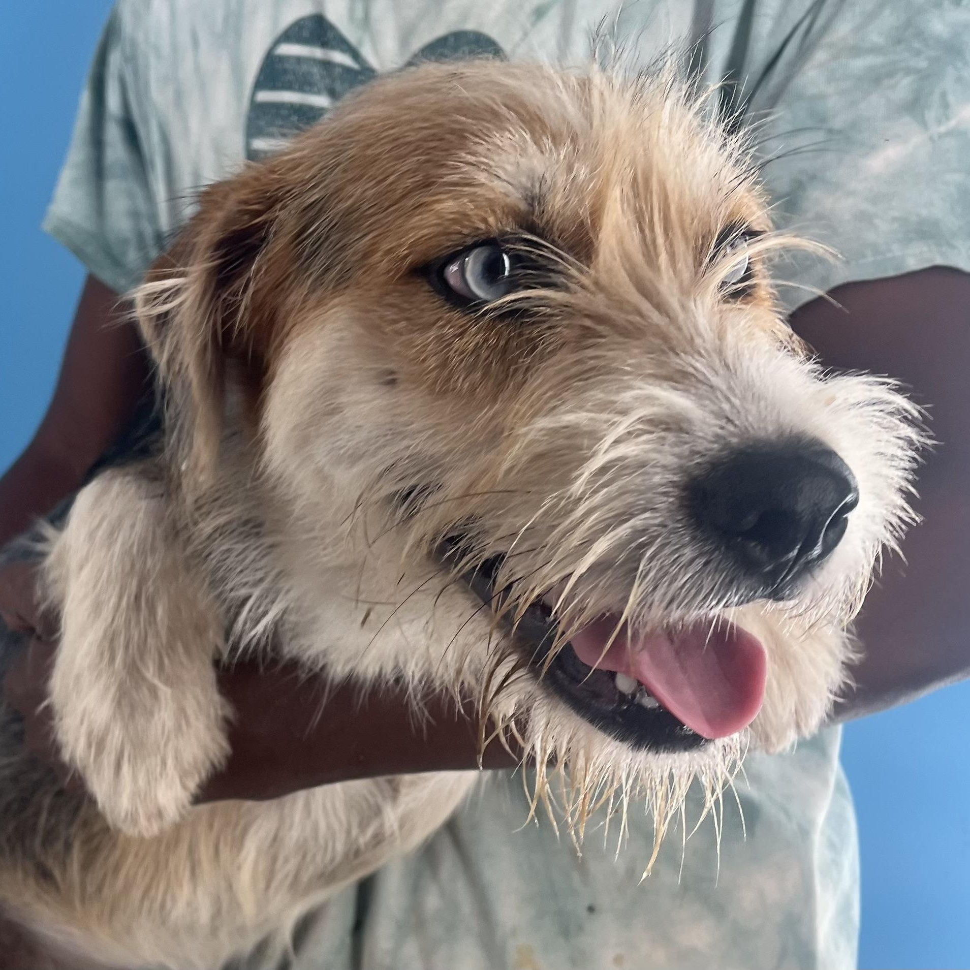 Pandora - Local Sept 26-28