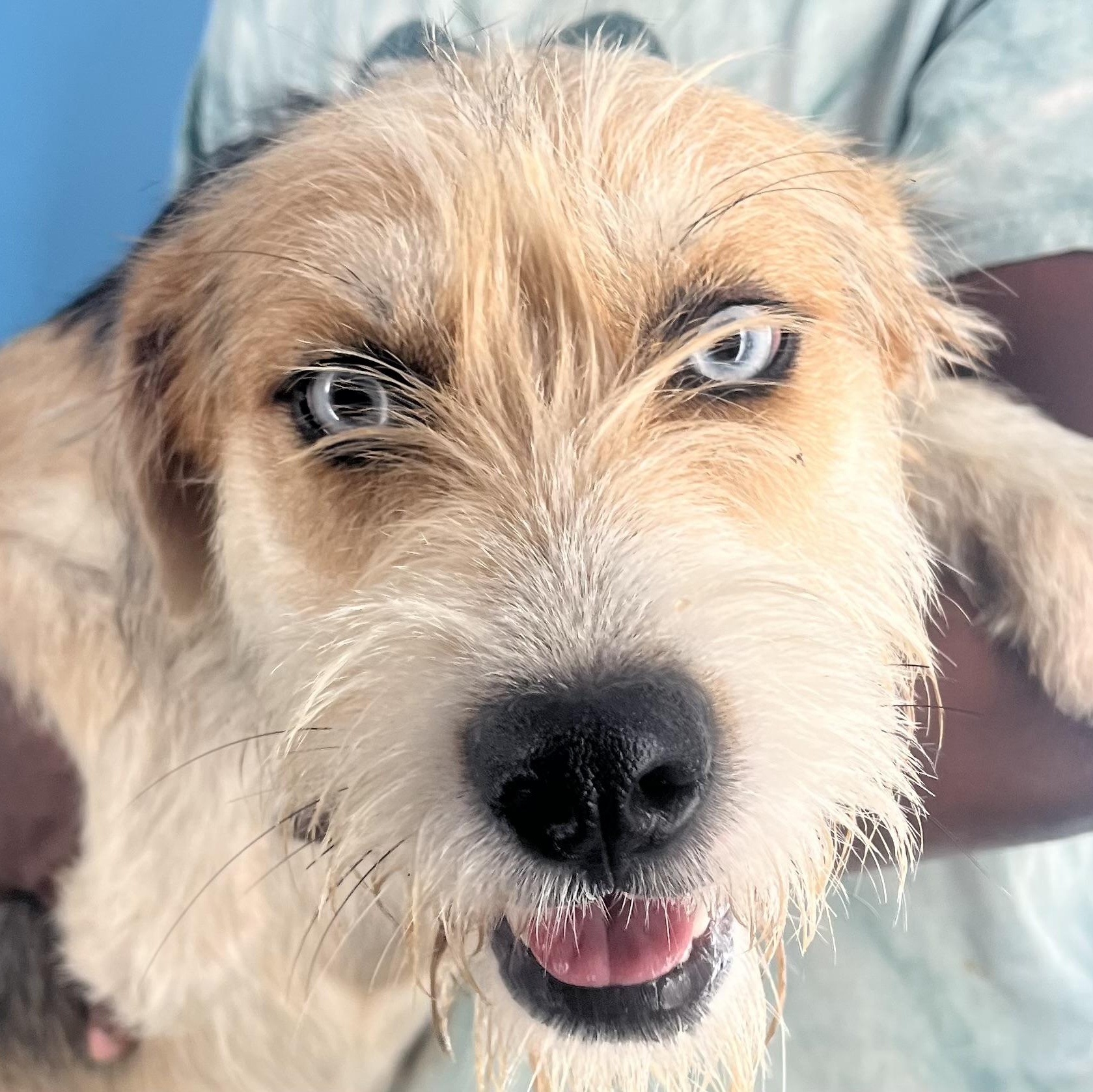 Pandora - Local Sept 26-28