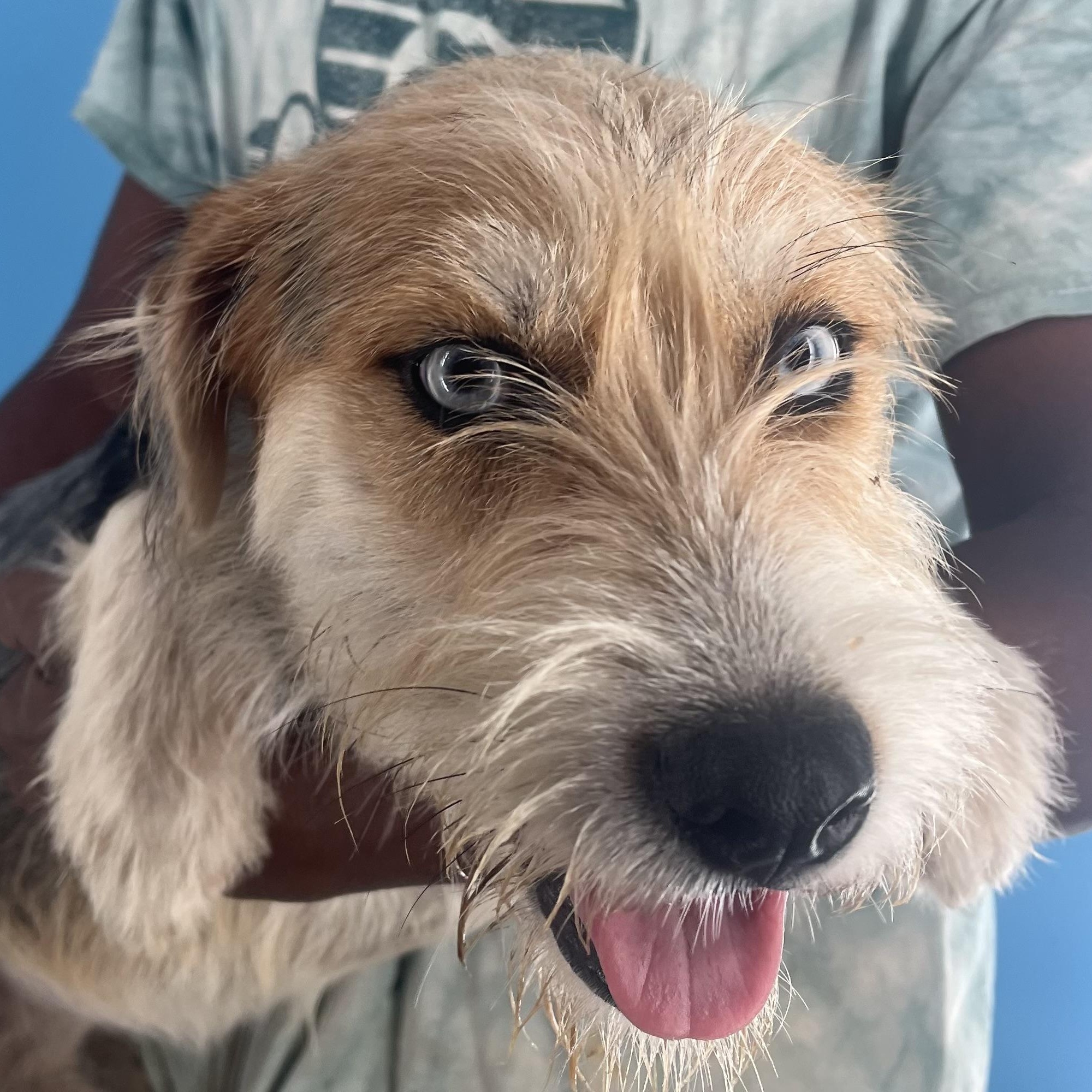 Pandora - Local Sept 26-28