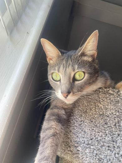 Poofy — thumbnail 2