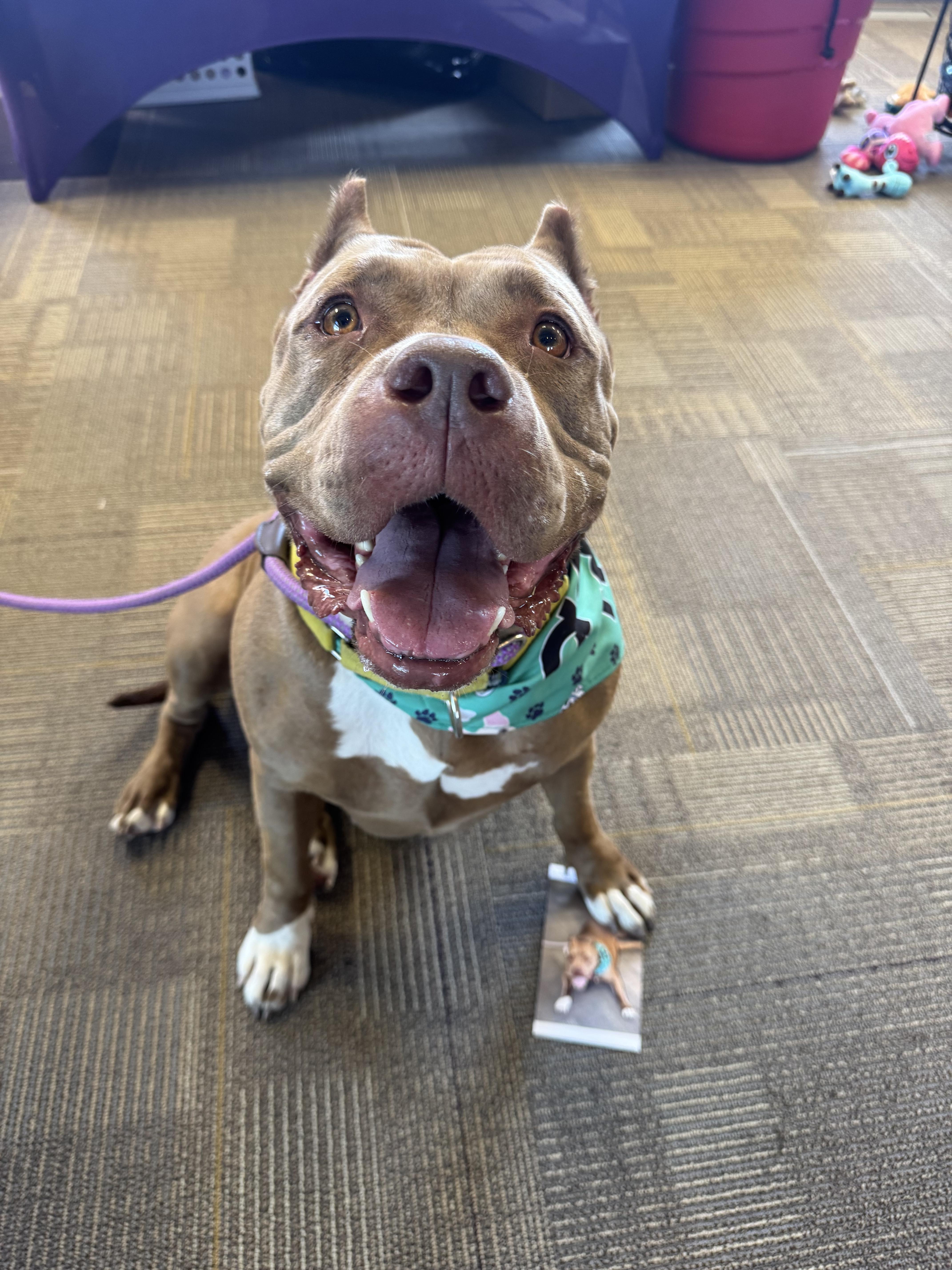 Enlarge Boston, a ADOPTABLE mixed breed in Blair, NE image 5/5