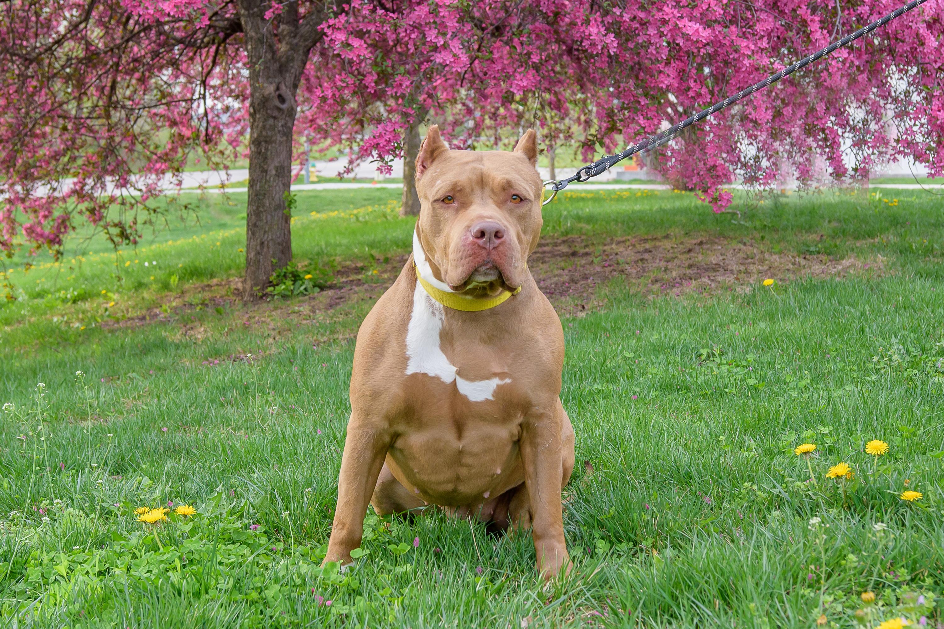 Enlarge Boston, a ADOPTABLE mixed breed in Blair, NE image 4/5