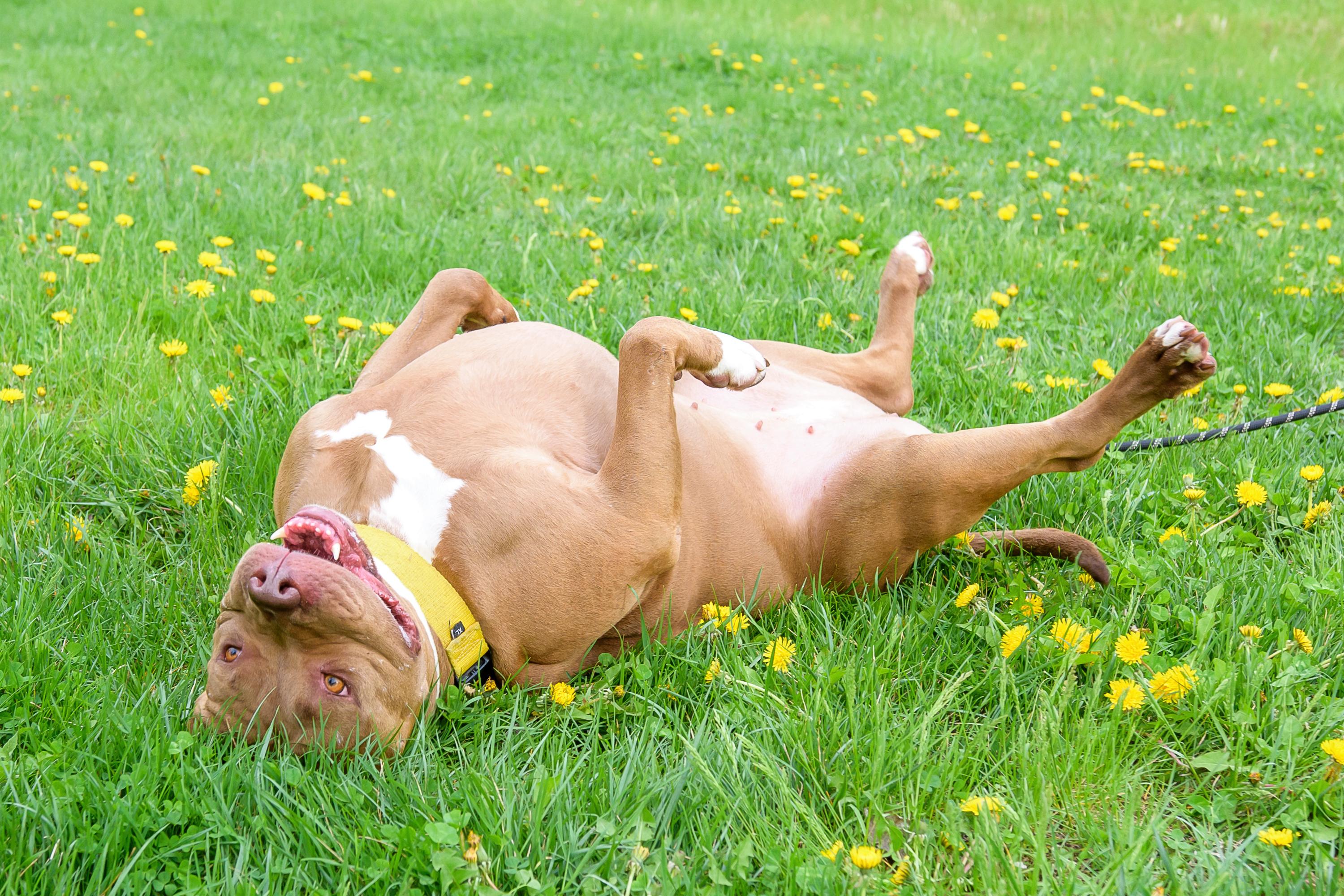 Enlarge Boston, a ADOPTABLE mixed breed in Blair, NE image 2/5