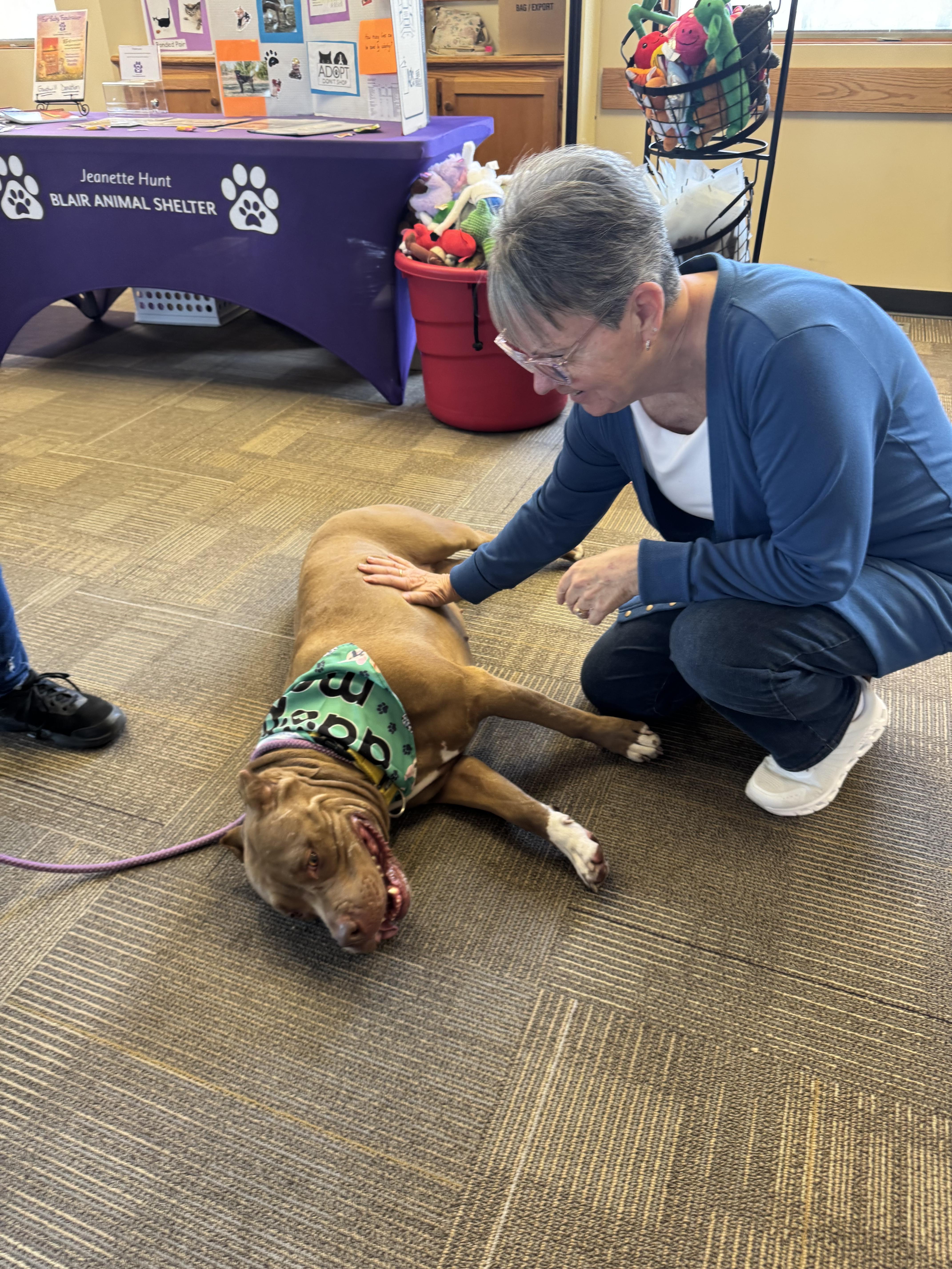 Enlarge Boston, a ADOPTABLE mixed breed in Blair, NE image 3/5