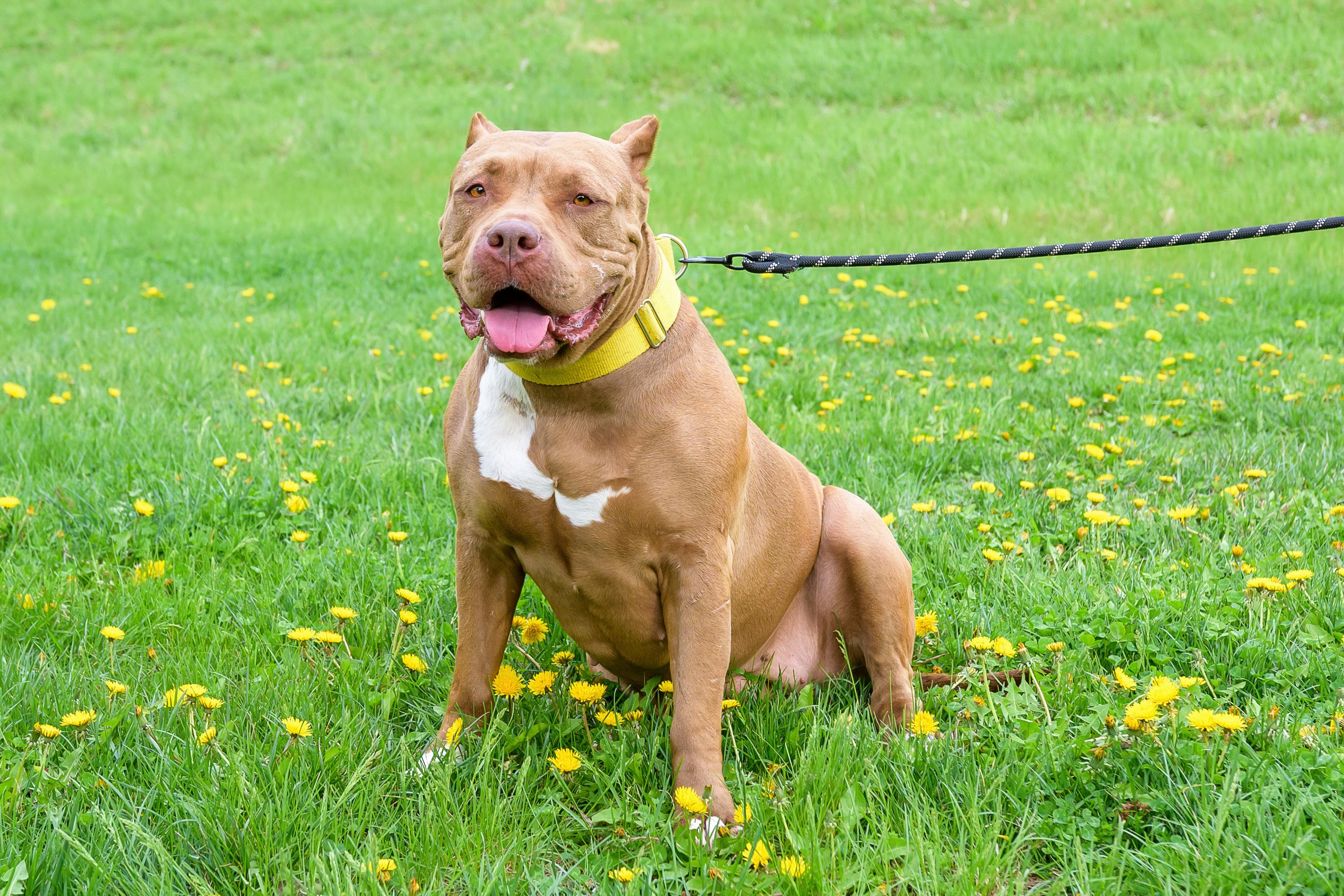 Enlarge Boston, a ADOPTABLE mixed breed in Blair, NE image 1/5