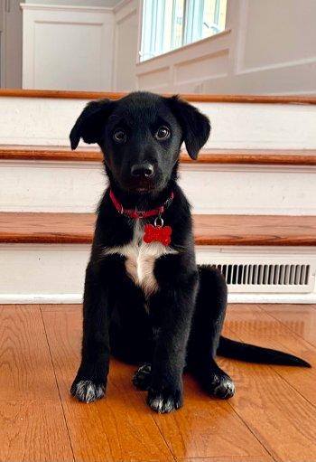 Balou, adopted, Puppy Male Collie & Labrador Retriever.