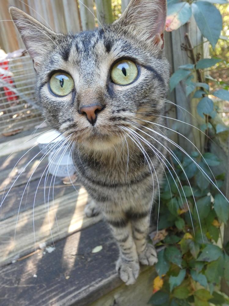 Enlarge Steve, a Adoptable Domestic Short Hair in Statesville, NC image 1/4