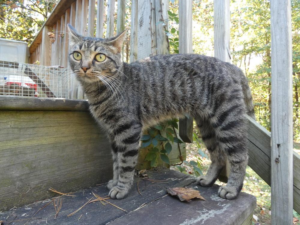 Enlarge Steve, a Adoptable Domestic Short Hair in Statesville, NC image 3/4