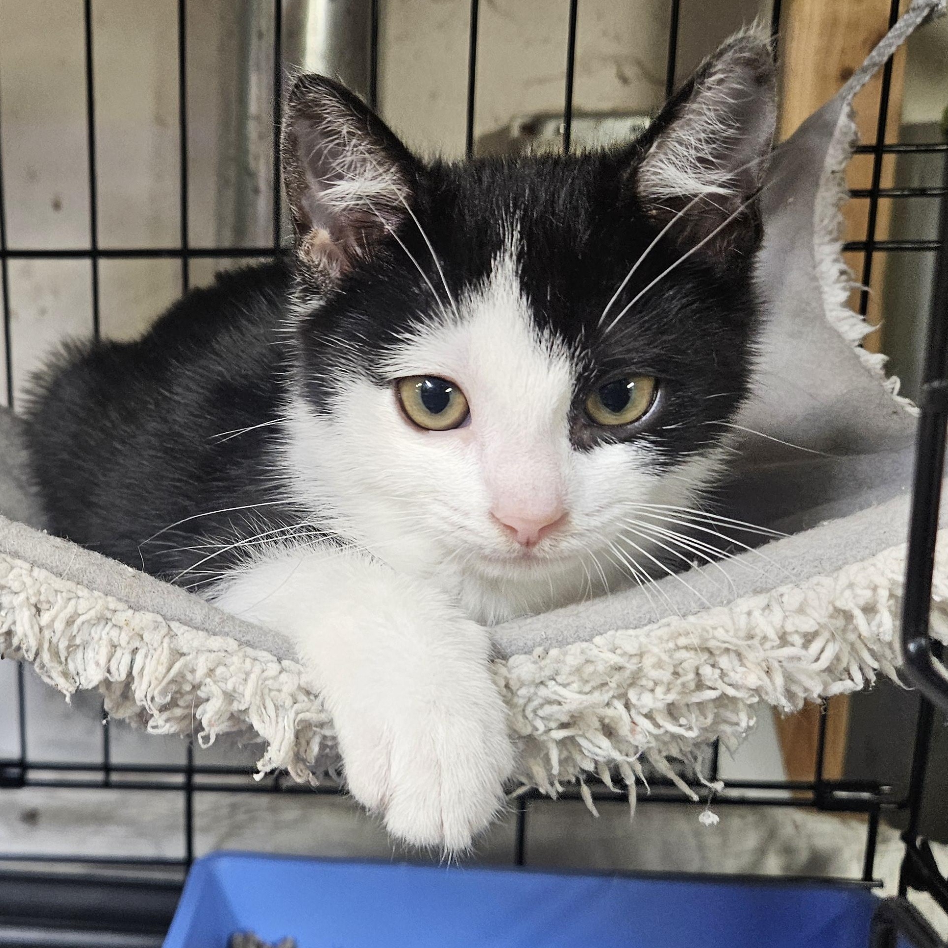 Malcolm N. - Rambunctious Ragamuffin, an adopted Domestic Short Hair in New York, NY image 6/6