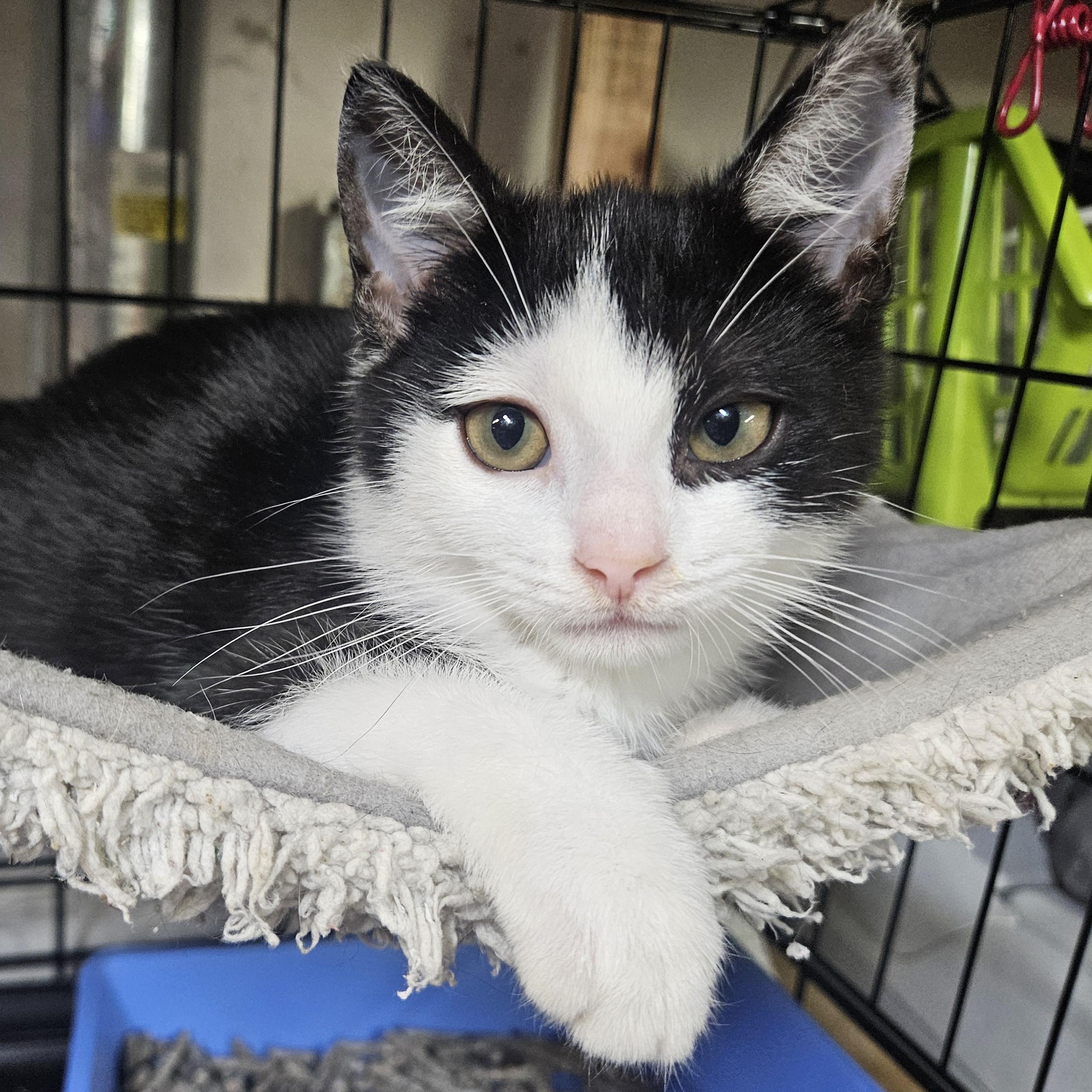 Malcolm N. - Rambunctious Ragamuffin, an adopted Domestic Short Hair in New York, NY image 1/6
