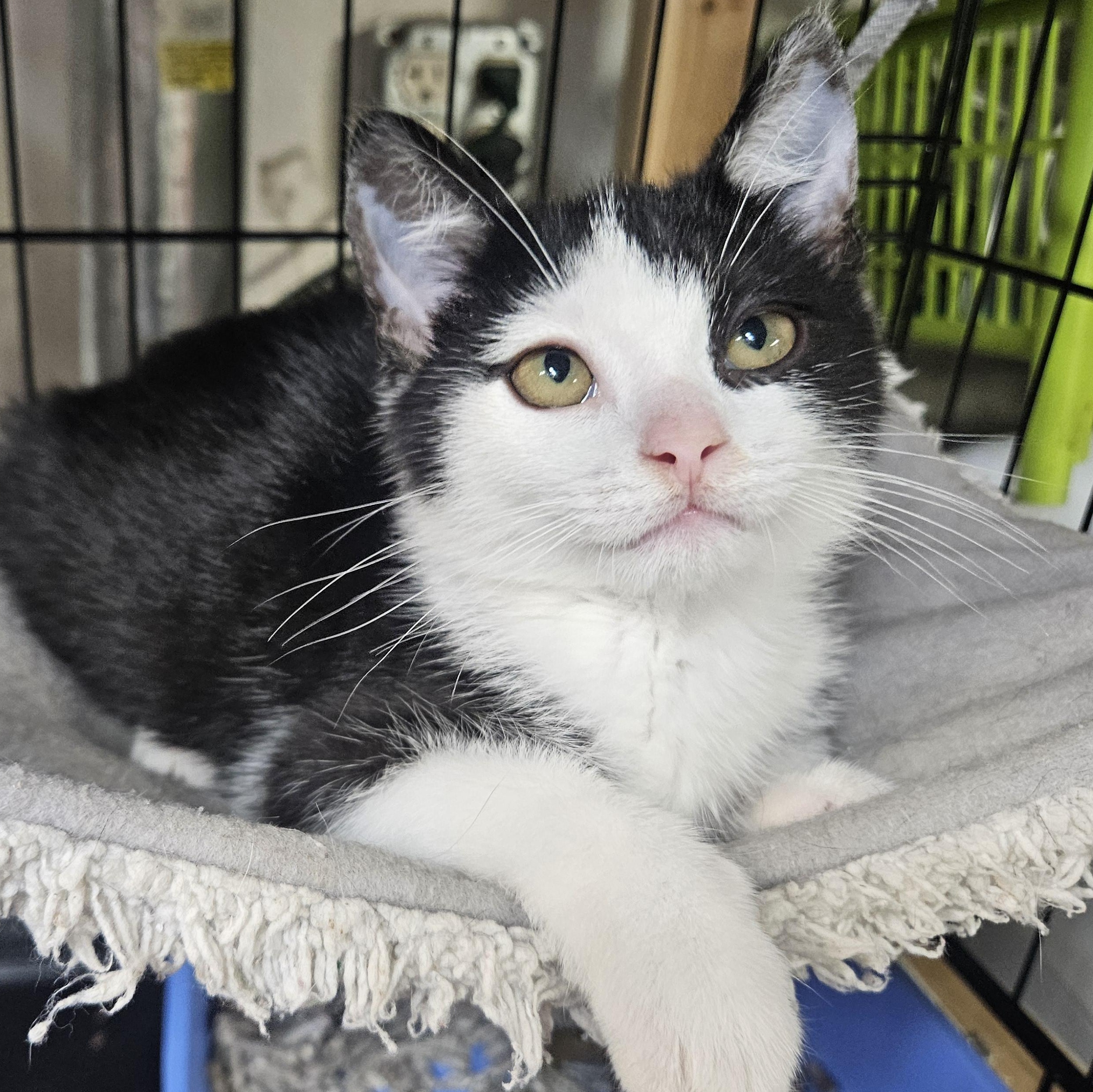 Malcolm N. - Rambunctious Ragamuffin, an adopted Domestic Short Hair in New York, NY image 2/6