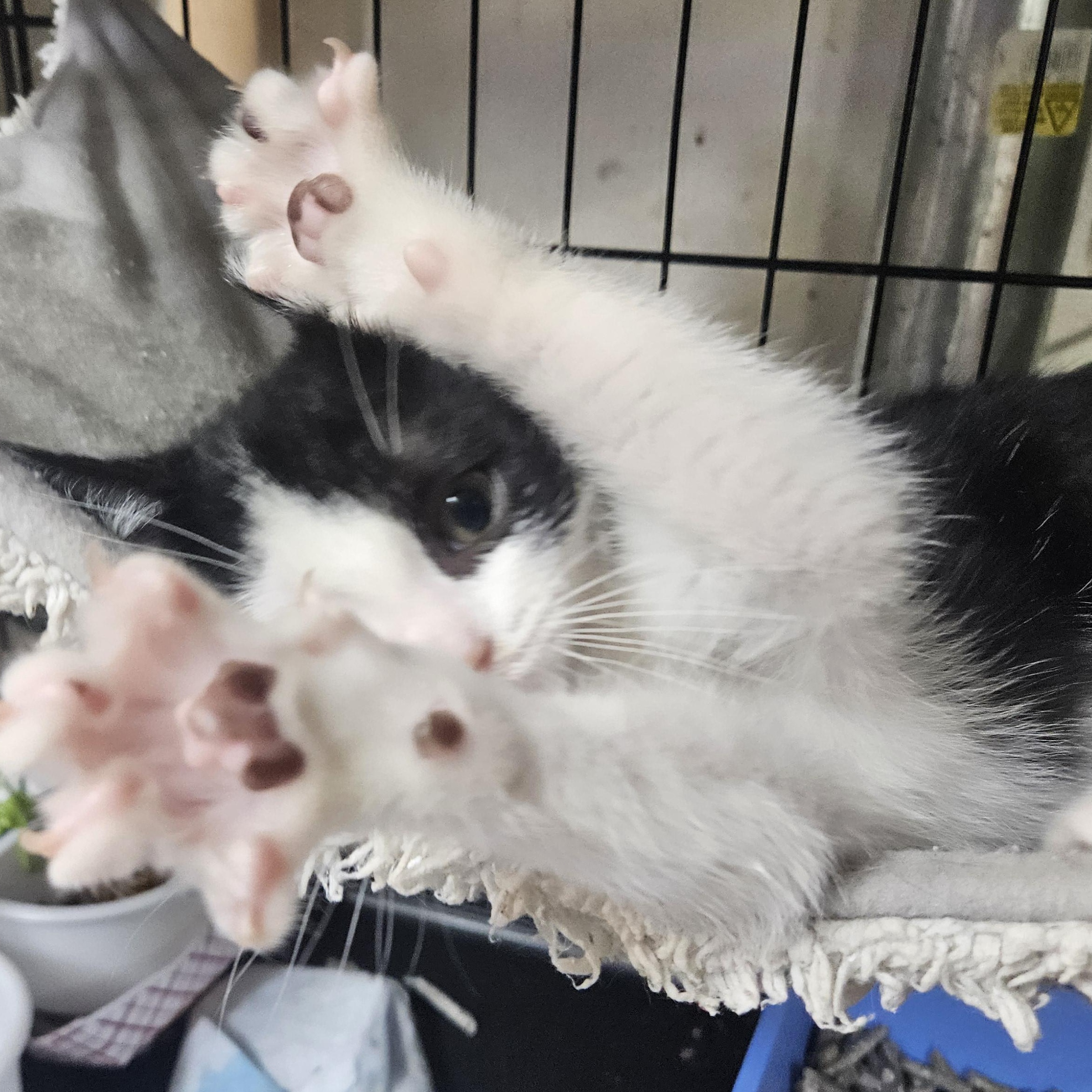 Malcolm N. - Rambunctious Ragamuffin, an adopted Domestic Short Hair in New York, NY image 3/6