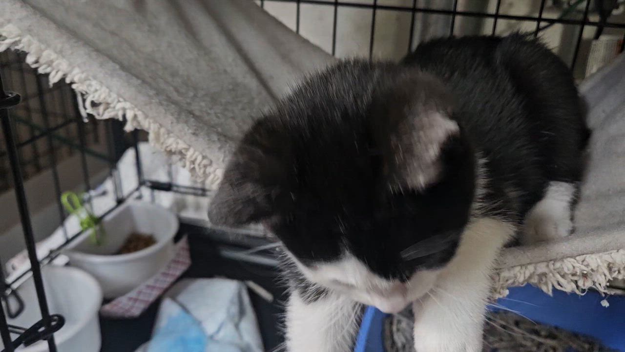 Enlarge Malcolm N. - Rambunctious Ragamuffin, an adopted Domestic Short Hair in New York, NY video 5/6