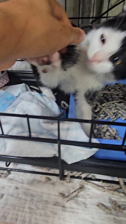 Enlarge Malcolm N. - Rambunctious Ragamuffin, an adopted Domestic Short Hair in New York, NY video 4/6
