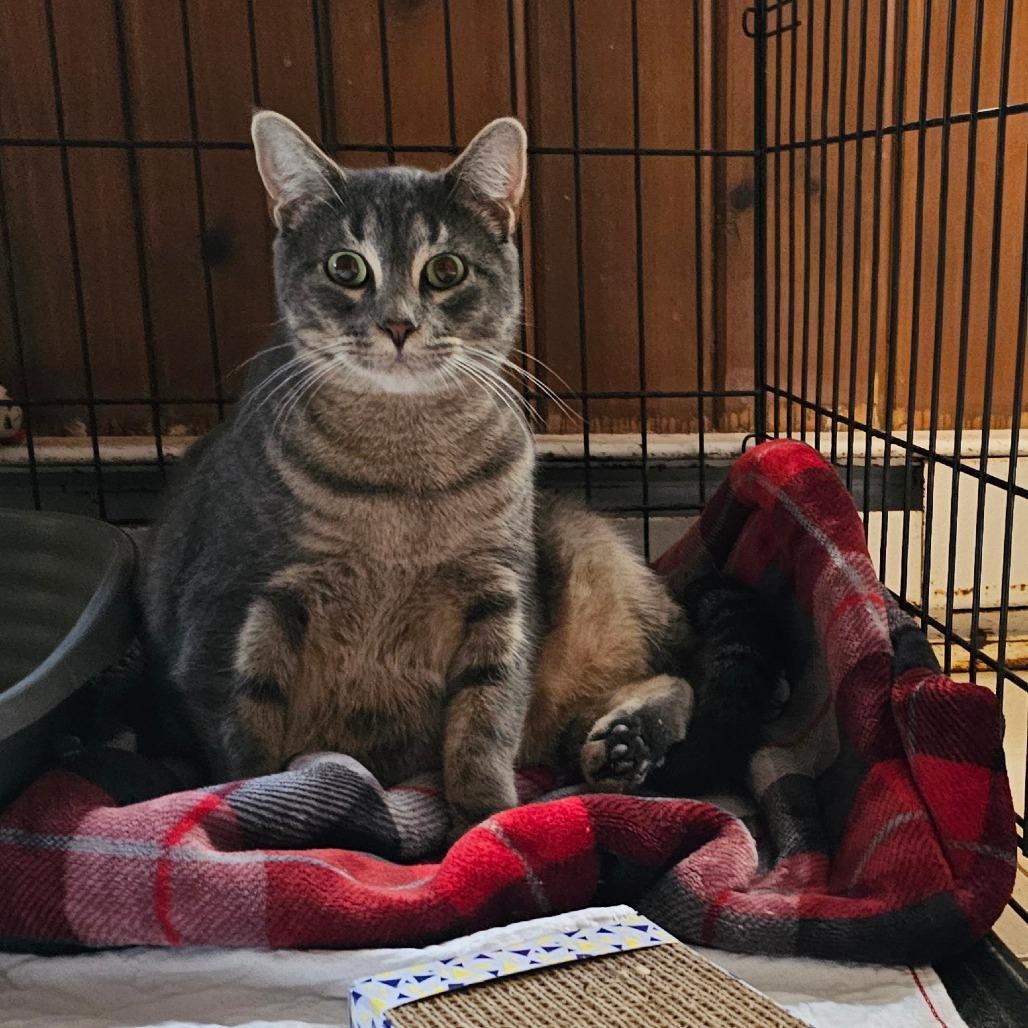 Abby, Adoptable, Adult Female Domestic Short Hair.