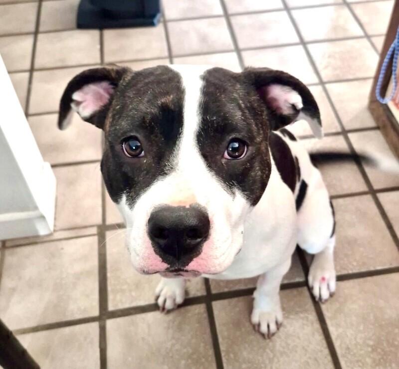 CHRISTINA (MAPLE) GREY, a Adoptable mixed breed in lawton, OK image 1/2