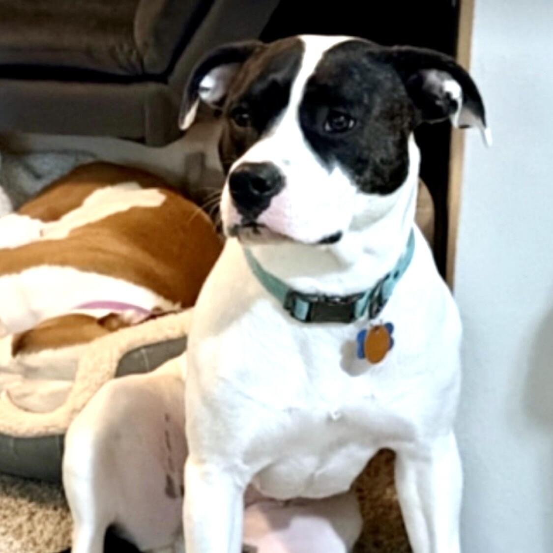 CHRISTINA (MAAPLE) GREY, a Adoptable mixed breed in lawton, OK image 3/4