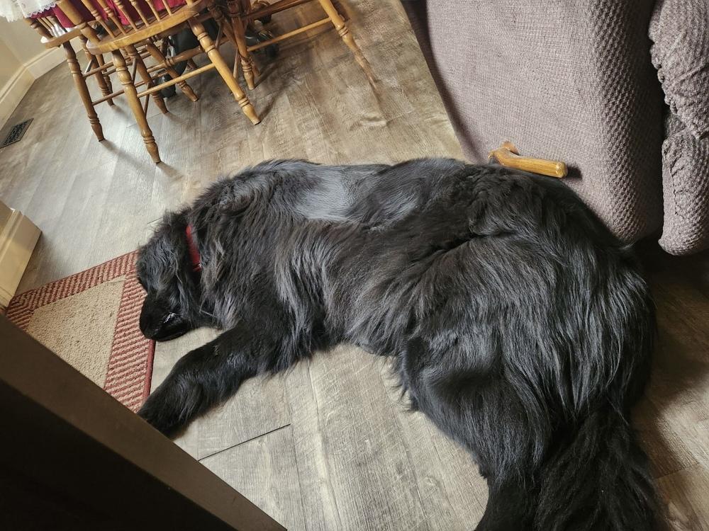 Saylor, Adoptable, Senior Female Newfoundland Dog.