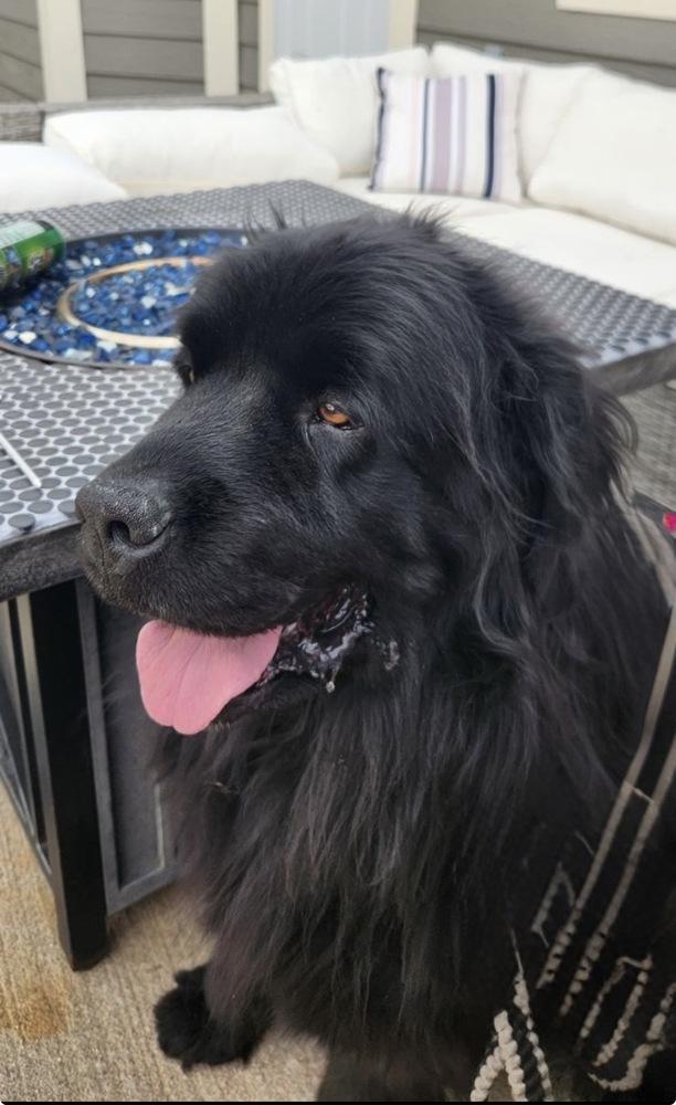 Enlarge Saylor, a Adoptable Newfoundland Dog in Gales Ferry, CT image 2/2