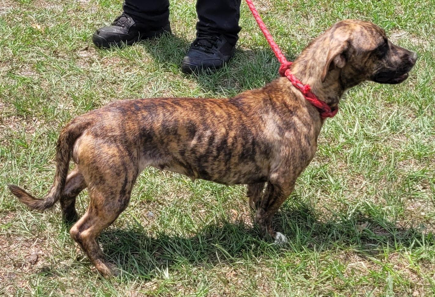 Enlarge Tinker, a ADOPTABLE mixed breed in Chiefland, FL image 3/3