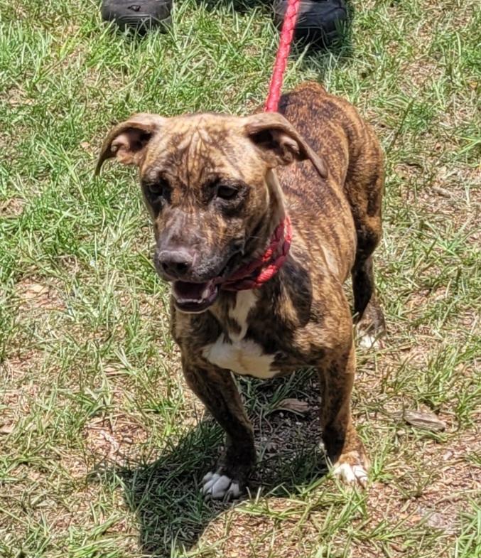 Enlarge Tinker, a ADOPTABLE mixed breed in Chiefland, FL image 2/3