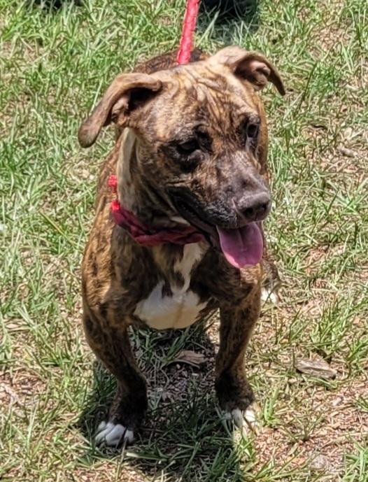 Tinker, ADOPTABLE, Young Female Dachshund.