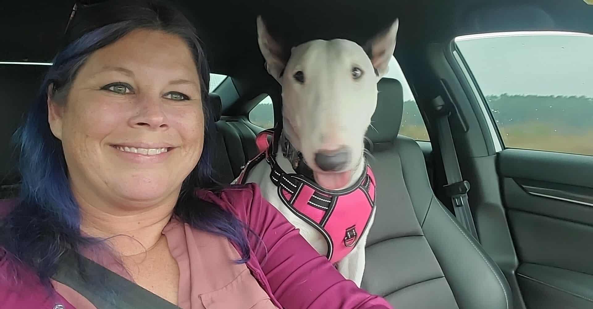 25-090 Margot, Adoptable, Adult Female Bull Terrier.