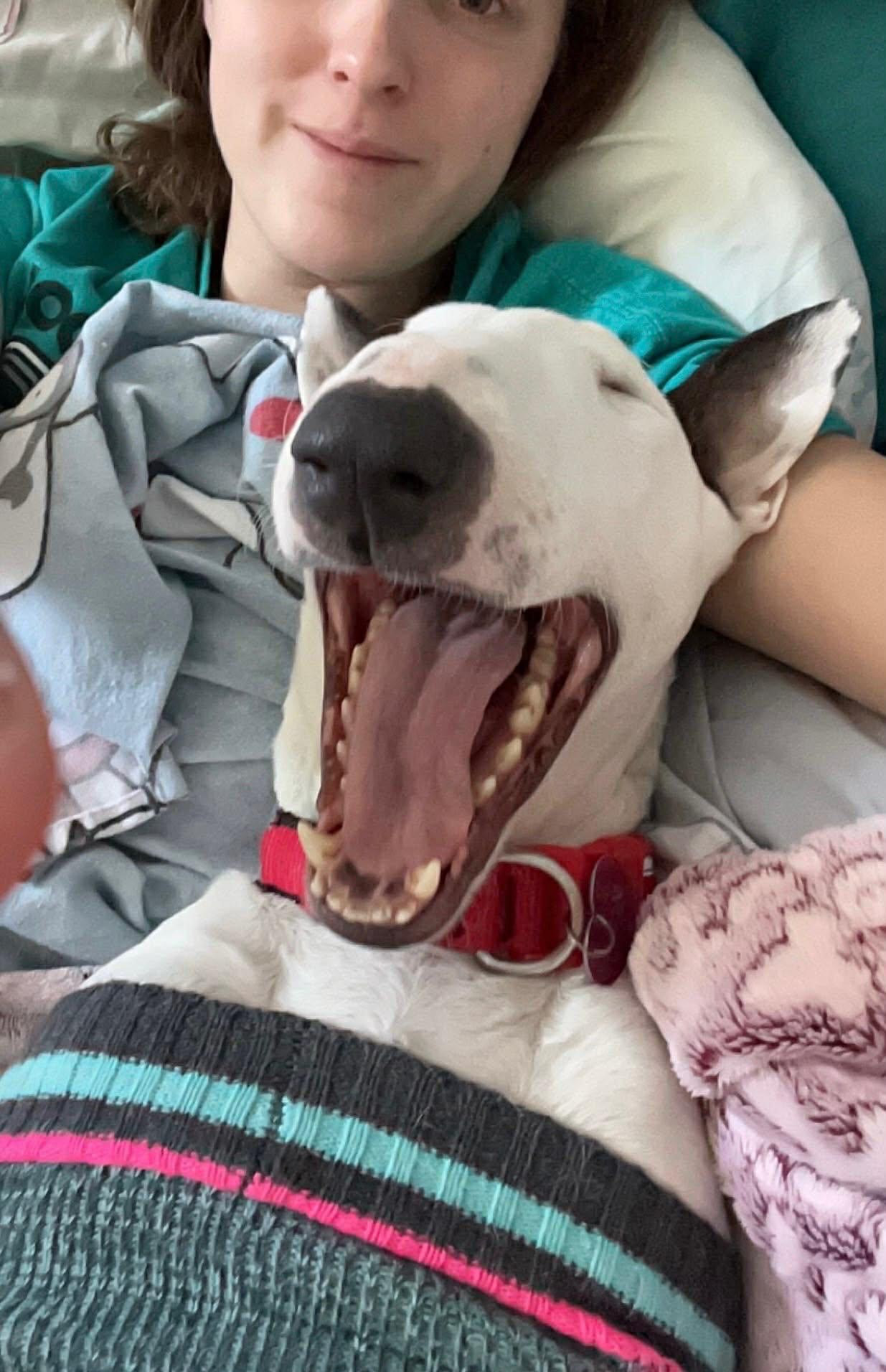 Enlarge 25-090 Margot, a Adoptable Bull Terrier in New York, NY image 2/6