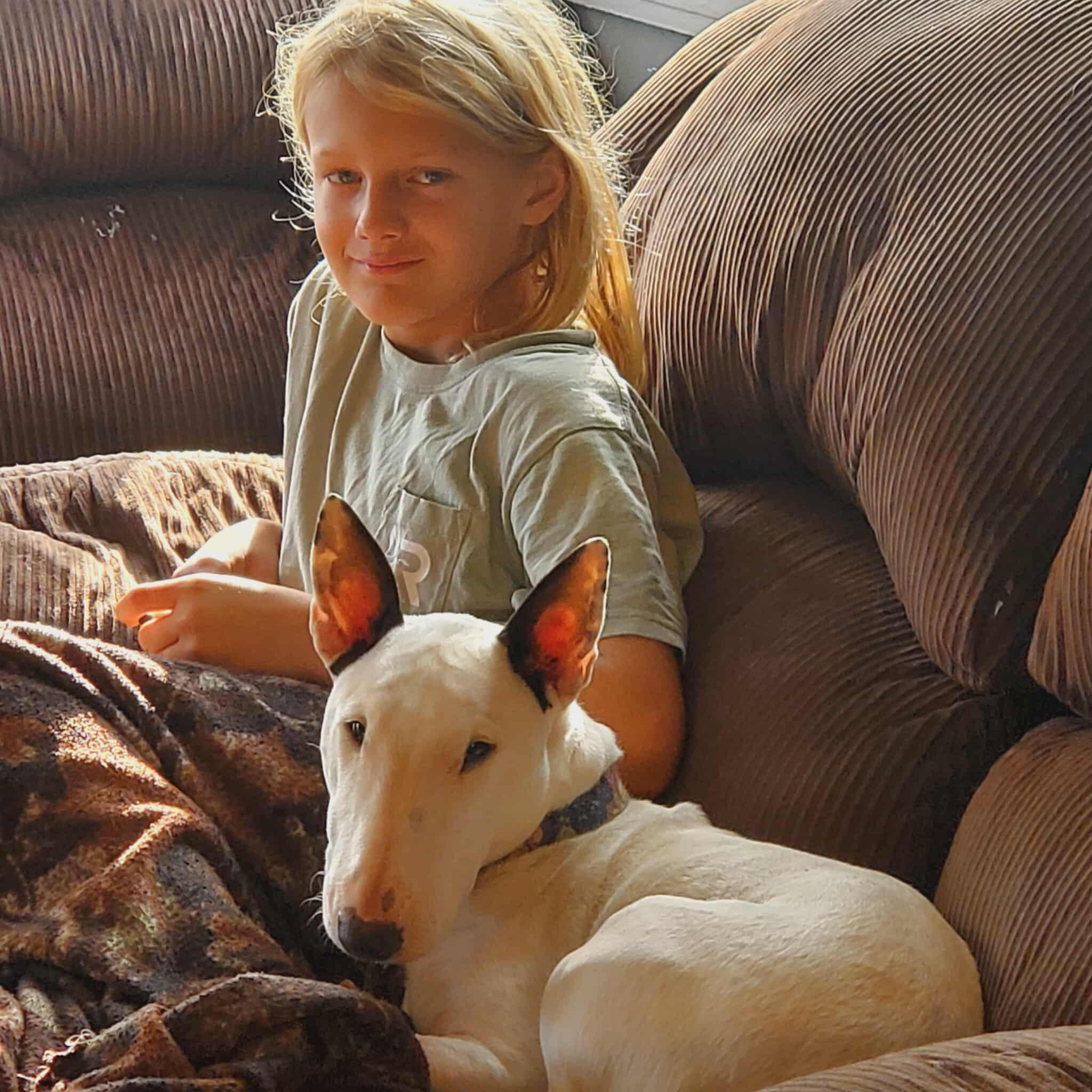 Enlarge 25-090 Margot, a Adoptable Bull Terrier in New York, NY image 3/6