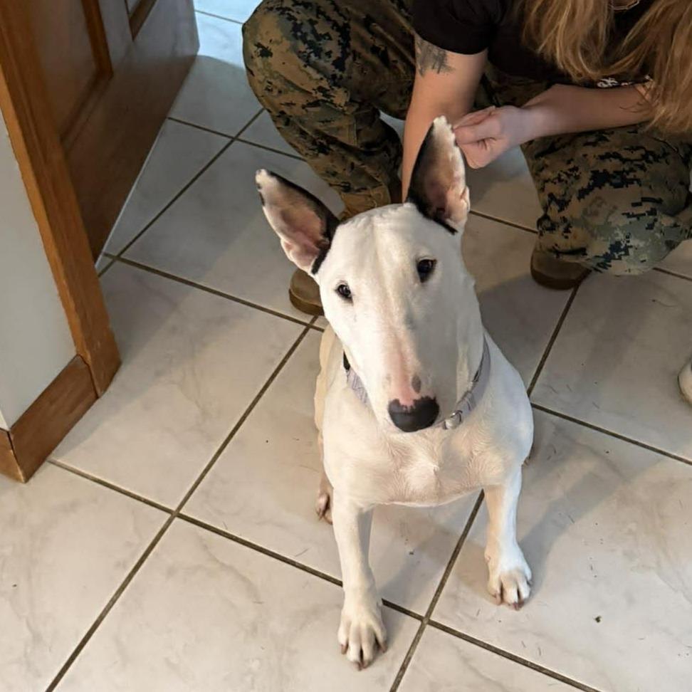 Enlarge 25-090 Margot, a Adoptable Bull Terrier in New York, NY image 4/6