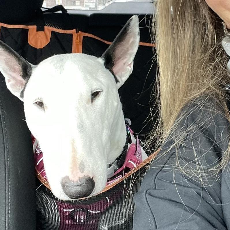 Enlarge 25-090 Margot, a Adoptable Bull Terrier in New York, NY image 5/6