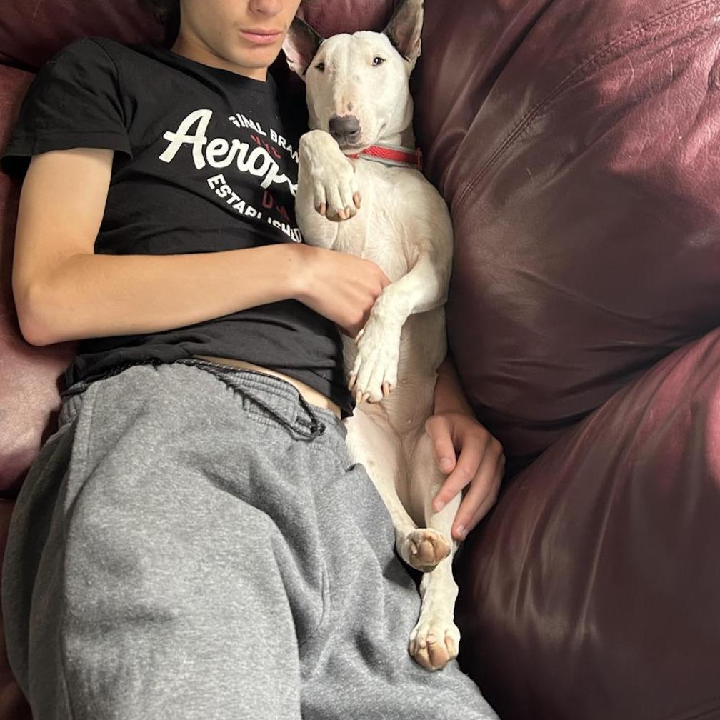 Enlarge 25-090 Margot, a Adoptable Bull Terrier in New York, NY image 6/6