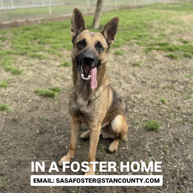 Enlarge TROUBLE, a Adoptable German Shepherd Dog in Modesto, CA image 1/1