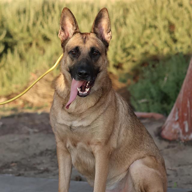 TROUBLE, Adoptable, Young Male German Shepherd Dog.