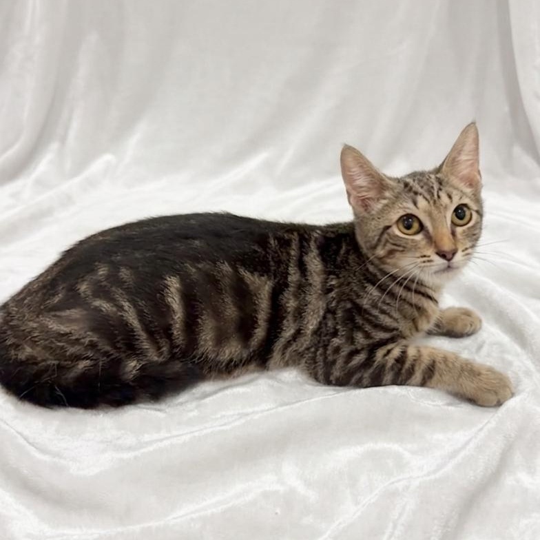 Enlarge Champ, a Adoptable Domestic Short Hair in Jersey City, NJ image 3/4